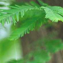 3.12植树节 