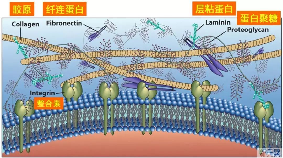 缩毛孔的正确打开方式 图片-5