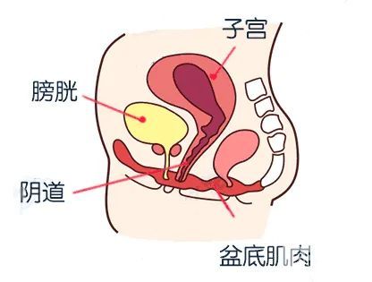这部分肌肉群所有女人都要运动下! 图片-4