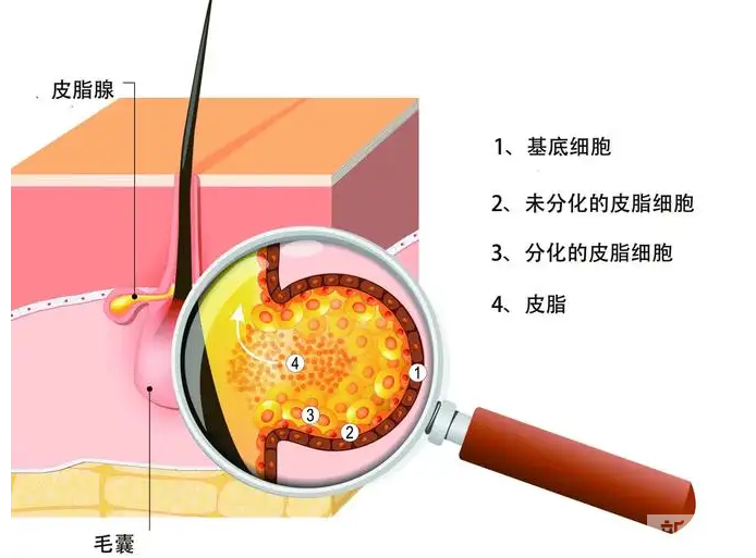 花数千元的“头皮深层清洁”是智商税?春季养发要牢记! 图片-6