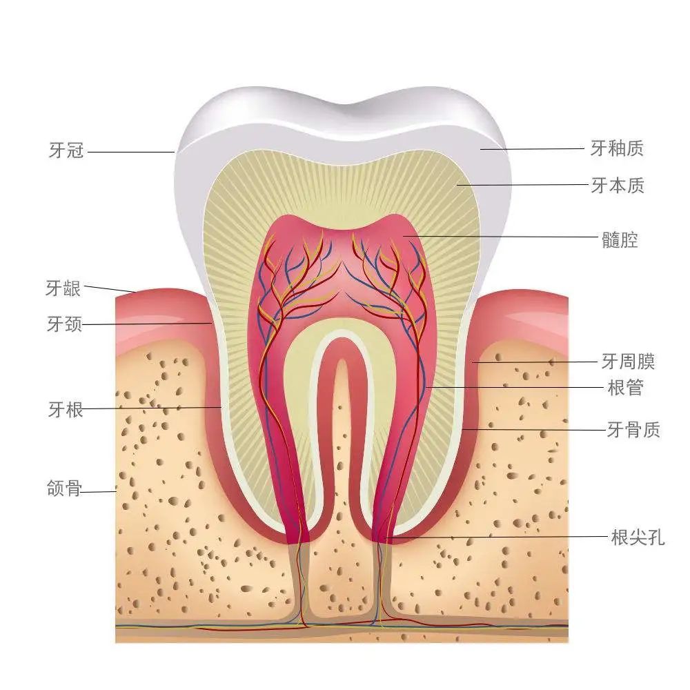 【美牙福利】美丽口腔，从齿开始，悦好推出家庭口腔1.0套餐卡，多方位守护口腔健康(文末公布上期推文中奖名单) 图片-3
