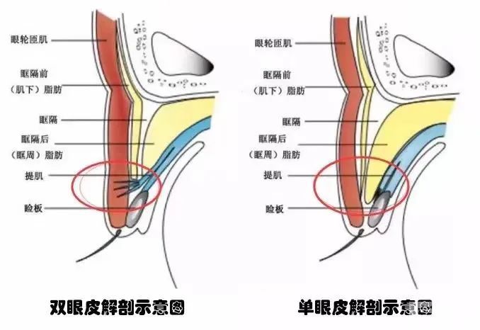10秒眼睛由单变双的「暴力脱单法」靠谱吗? 图片-2