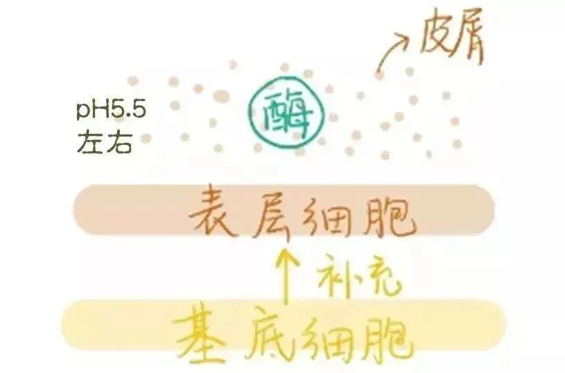 建议收藏丨果酸焕肤，油痘皮的小仙女赶紧打开看看! 图片-8