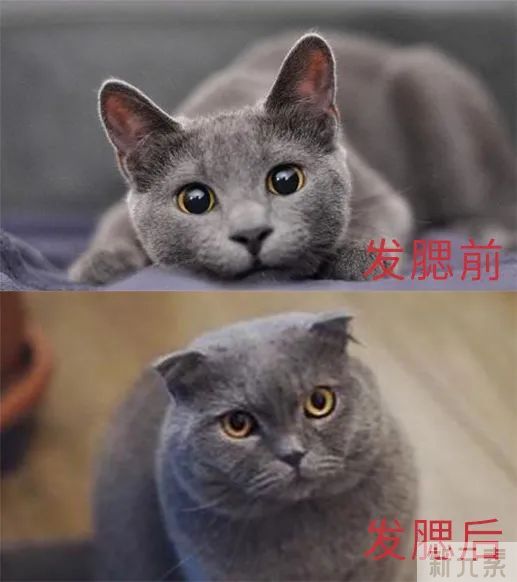 脸越来越大，可不全是因为胖! 图片-7
