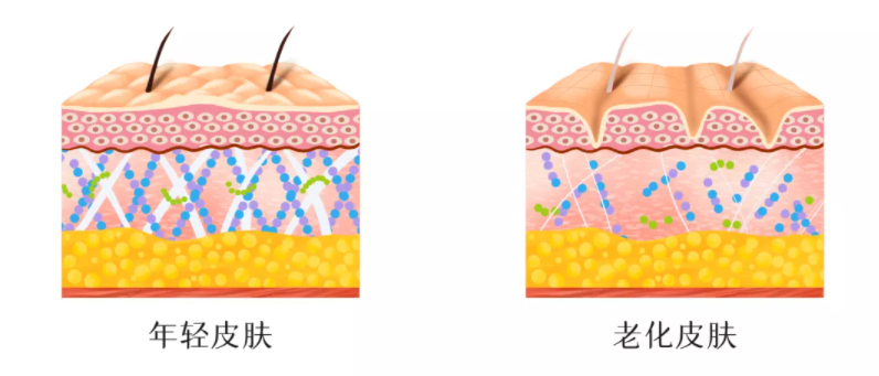 【共探胶原新技术】同样是保养，为什么你是样子老，别人是老样子 图片-5