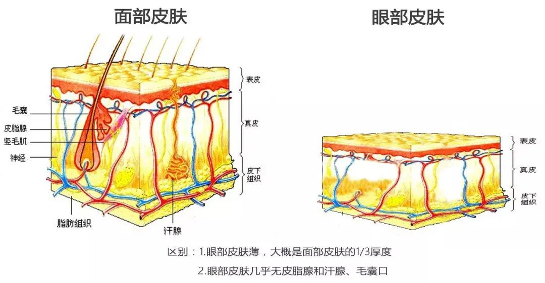 眼部热玛吉抗衰效果有多棒?临床数据告诉你! 图片-1