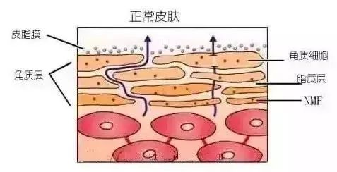 狂敷面膜补水，皮肤为什么不见好? 图片-5