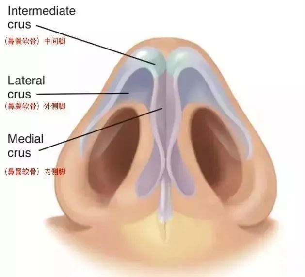 蒜头鼻、朝天鼻、鹰钩鼻...鼻头难看怎么破? 图片-3