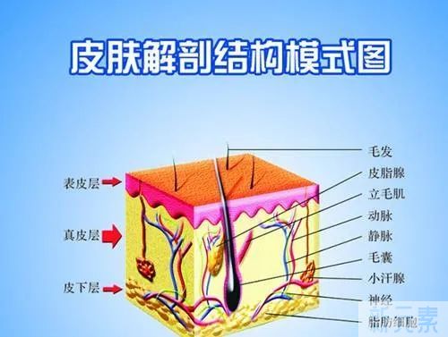 每天护肤，但你了解皮肤吗?皮肤知识超全解析 图片-3