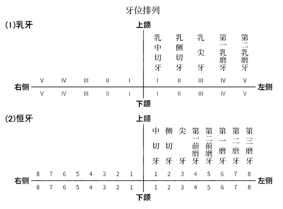 口腔体检报告看不懂?医生帮你“划重点”! 图片-4