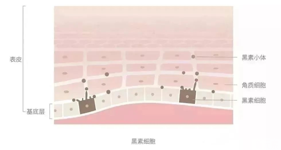 想变白你必须要了解的事... 图片-2