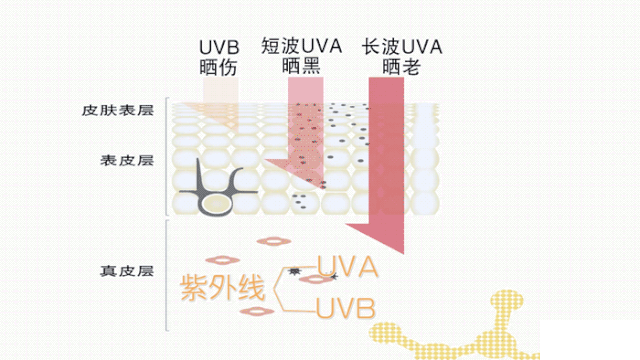 想变白你必须要了解的事... 图片-3