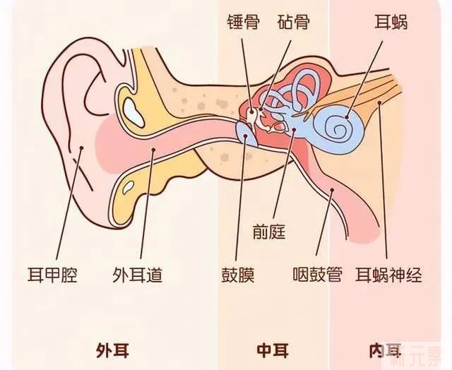 为什么孩子产检时没问题，出生后却是小耳畸形?该如何矫正? 图片-3