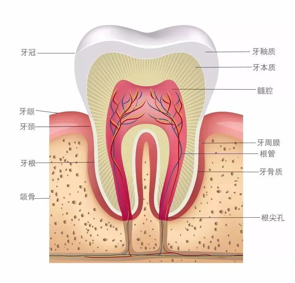 牙齿反复痛后又不痛了，是自愈了吗?还要不要看牙医? 图片-4