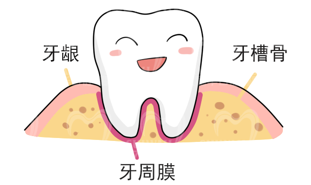 为什么别人矫牙只用1年，而你却要2年? 图片-4
