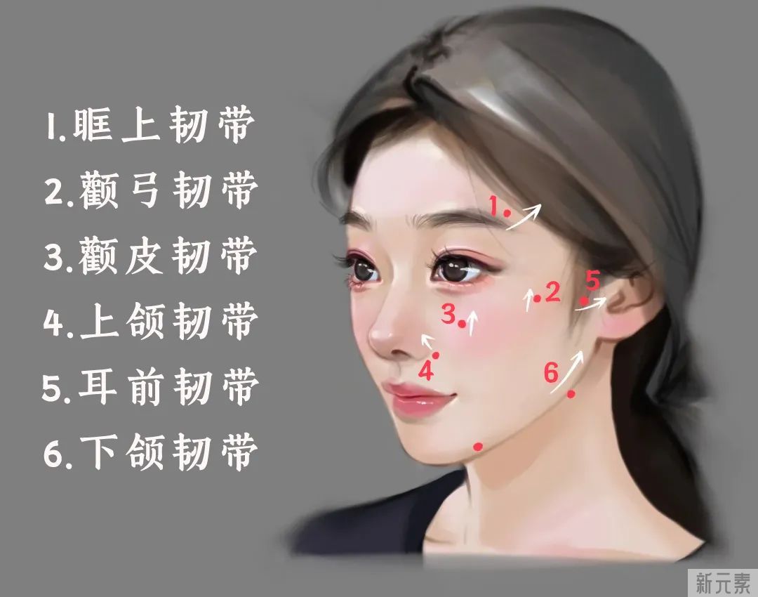 韧带提升这么火，到底是什么? 图片-2